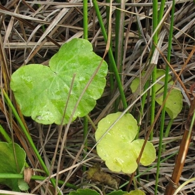 Hydrocotyle pterocarpa