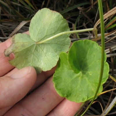 Hydrocotyle pterocarpa