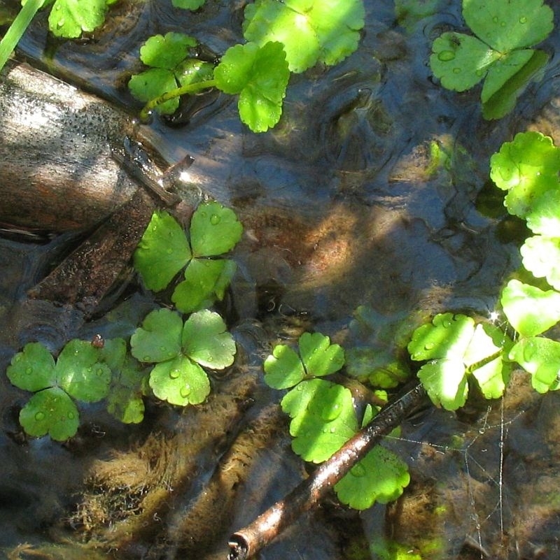 Hydrocotyle rivularis