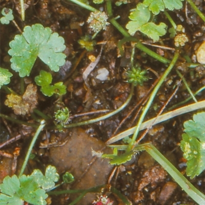 Hydrocotyle sibthorpioides