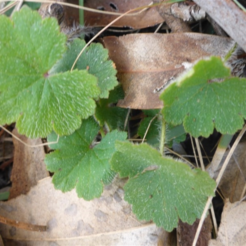 Hydrocotyle sp.