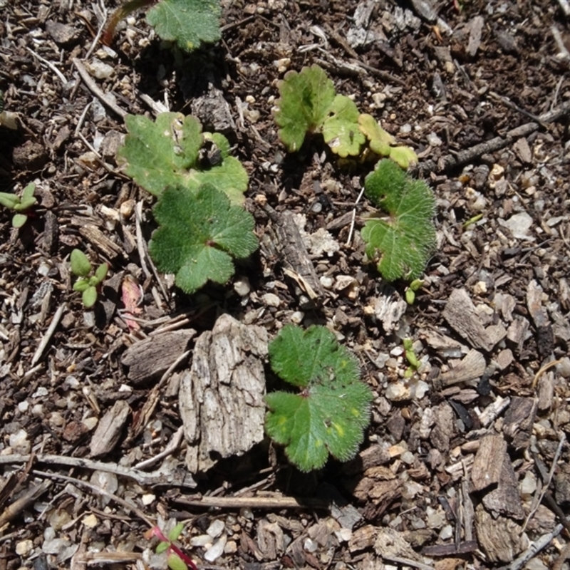 Hydrocotyle sp.