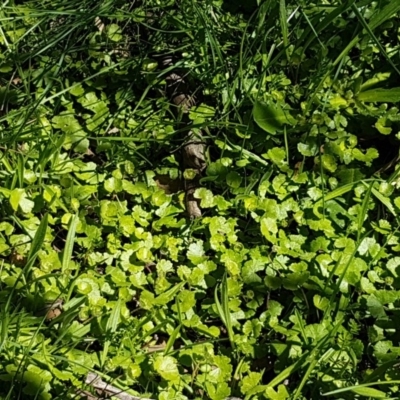 Hydrocotyle sp.