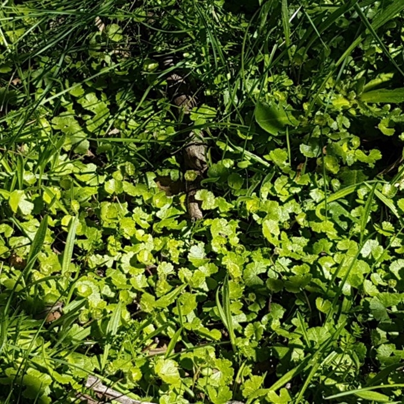 Hydrocotyle sp.