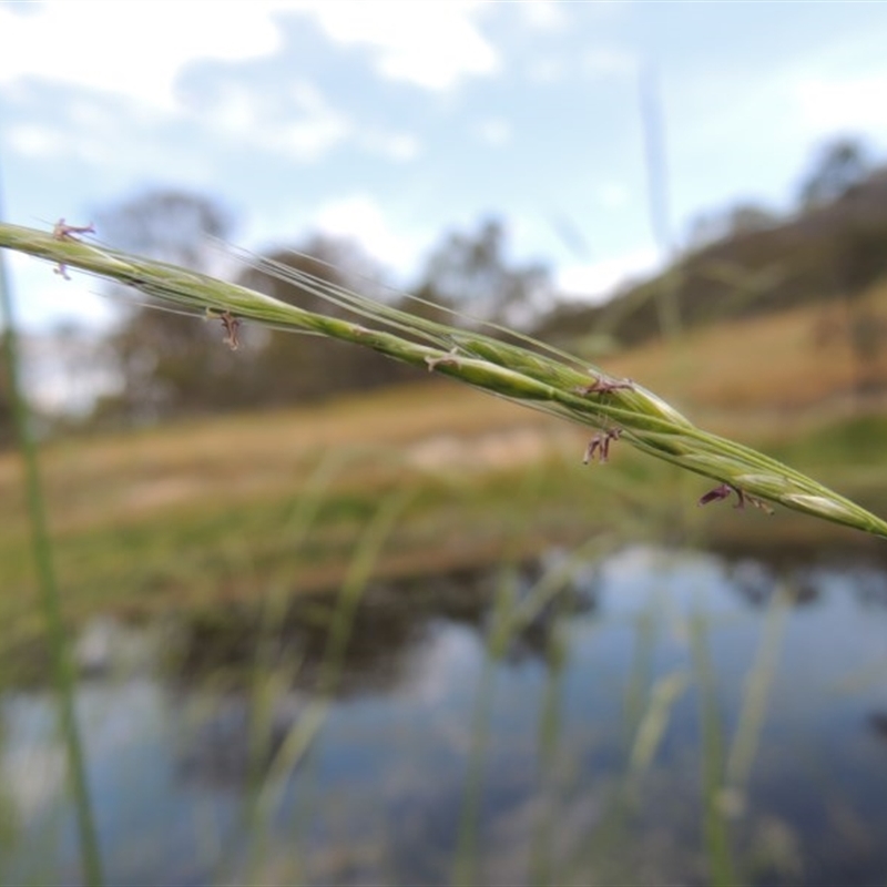 Amphibromus sp.