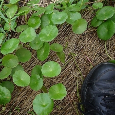 Hydrocotyle verticillata