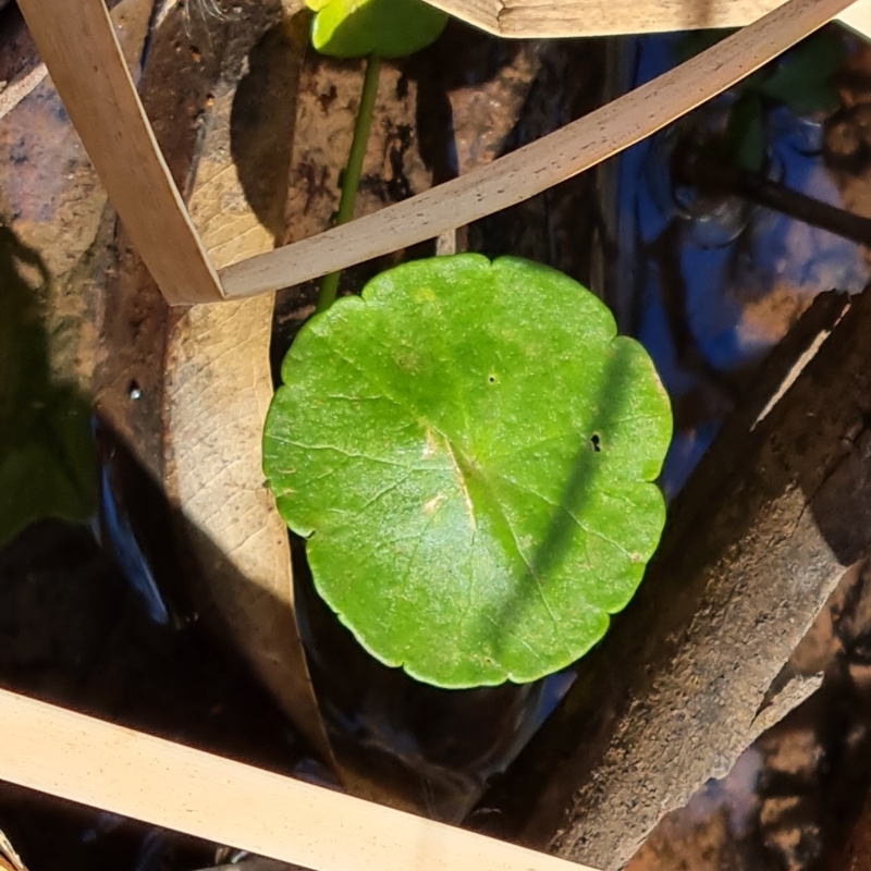 Hydrocotyle verticillata