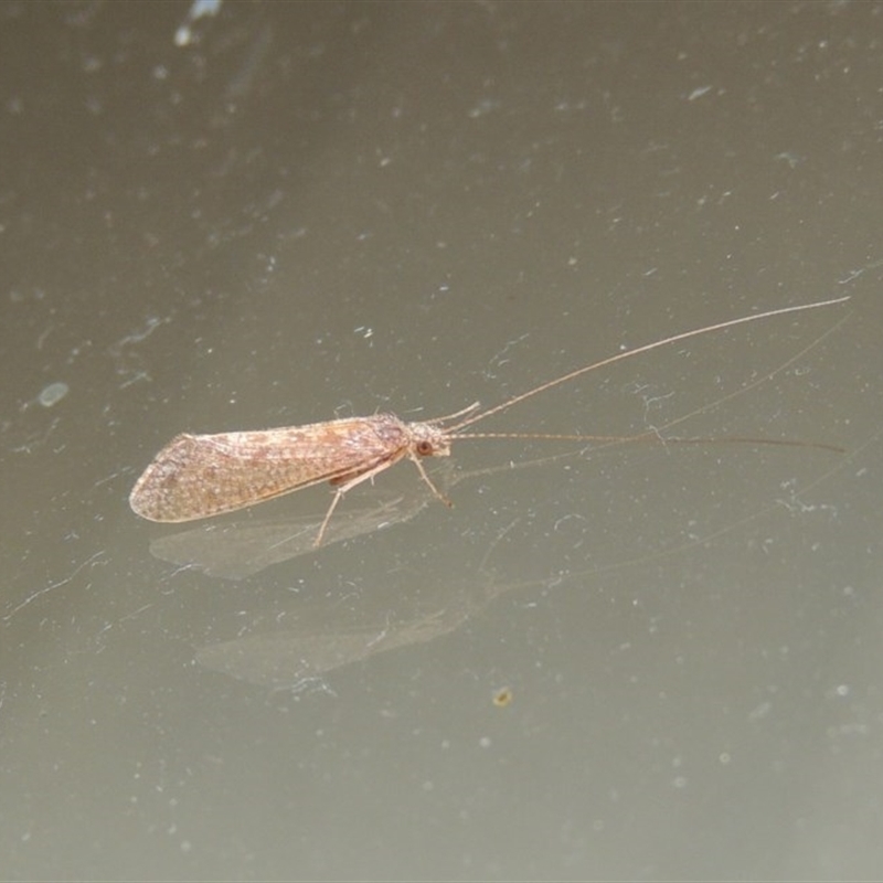 Hydropsychidae sp. (family)