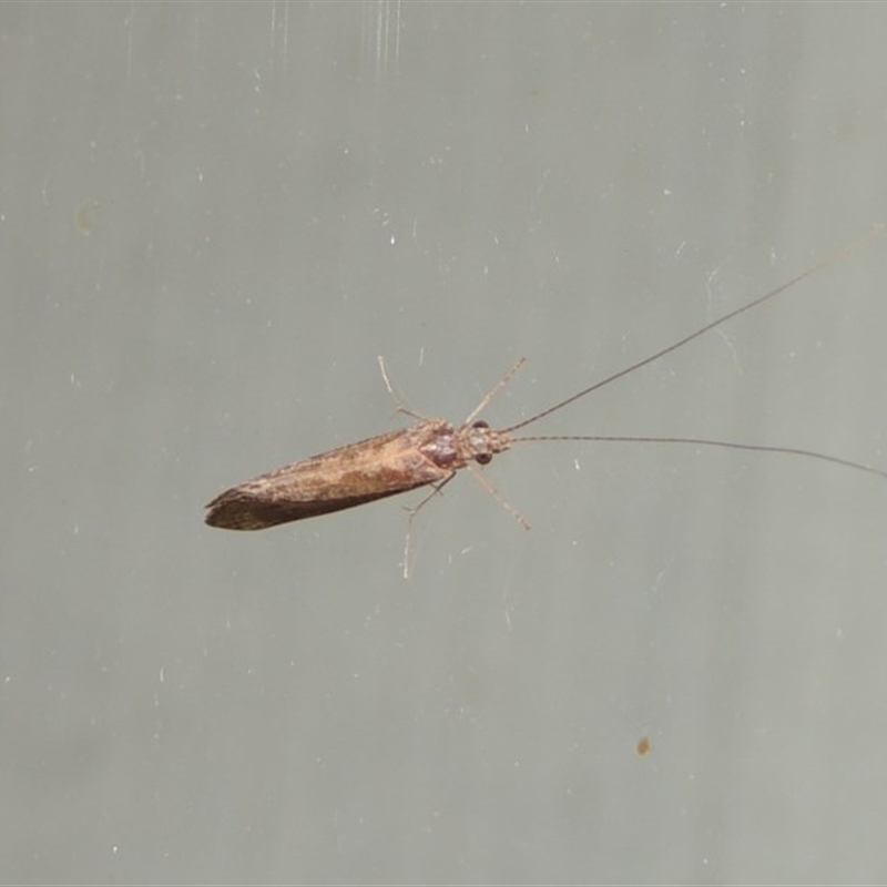 Hydropsychidae sp. (family)