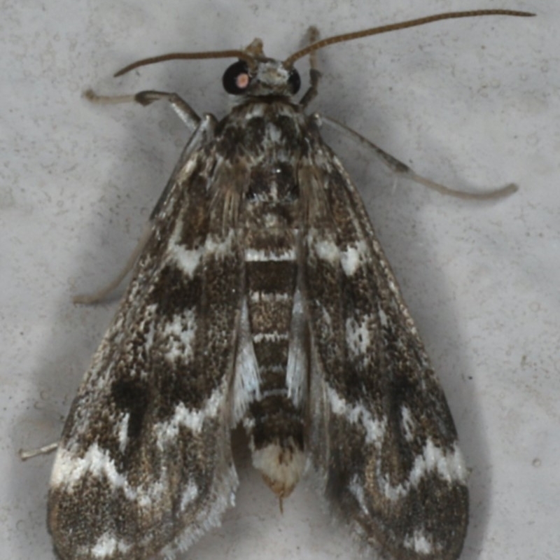 Hygraula nitens