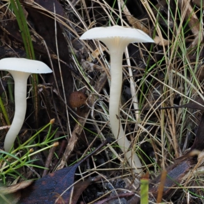 Hygrocybe sp. (gills white/cream)