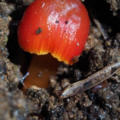 Hygrocybe sp. ‘red’