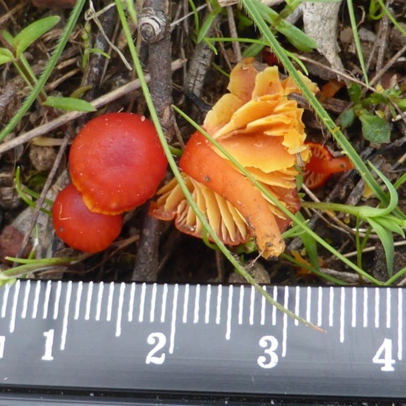 Hygrocybe sp. ‘red’