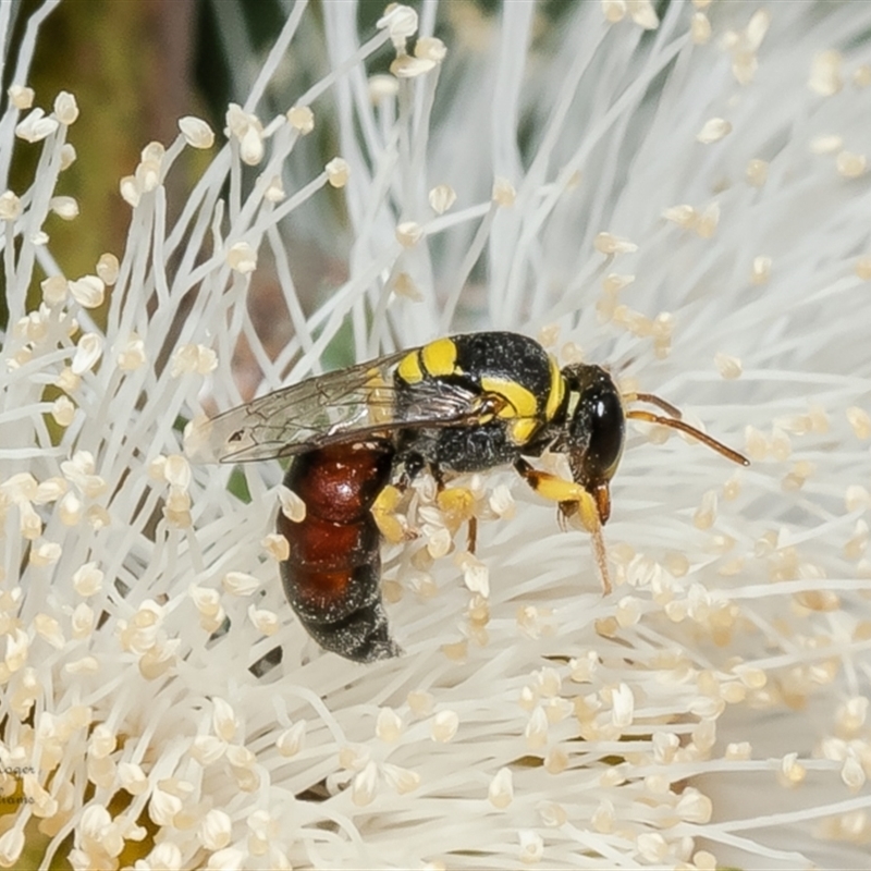 Hylaeus (Euprosopis) elegans