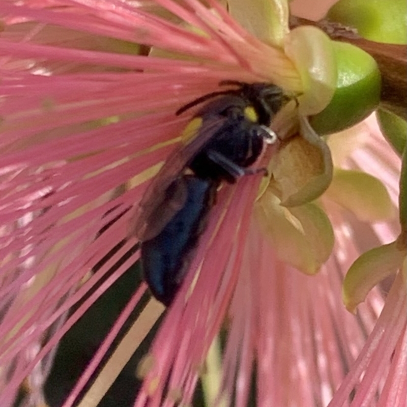 Hylaeus (Euprosopoides) perplexus