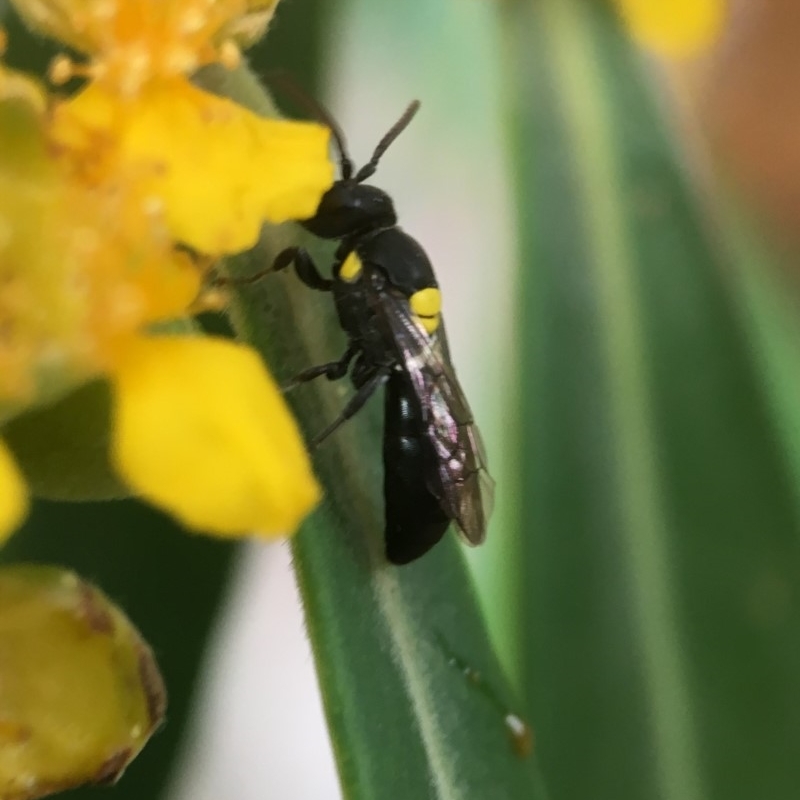 Hylaeus (Euprosopoides) rotundiceps