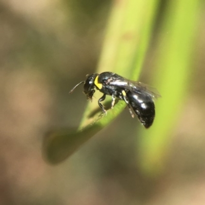 Hylaeus (Gnathoprosopis) amiculinus