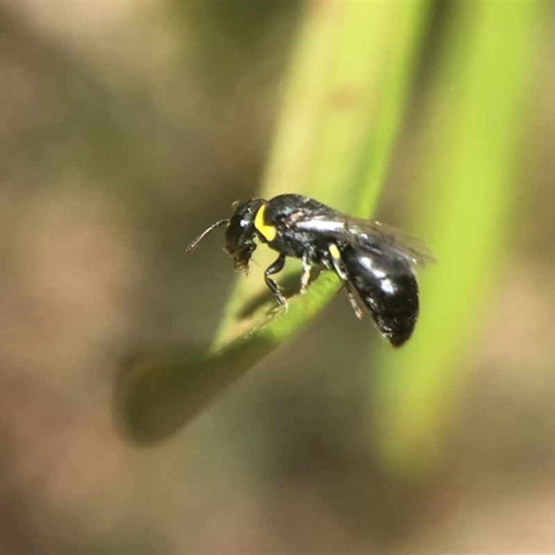 Hylaeus (Gnathoprosopis) amiculinus