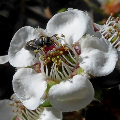 Hylaeus (Gnathoprosopoides) bituberculatus