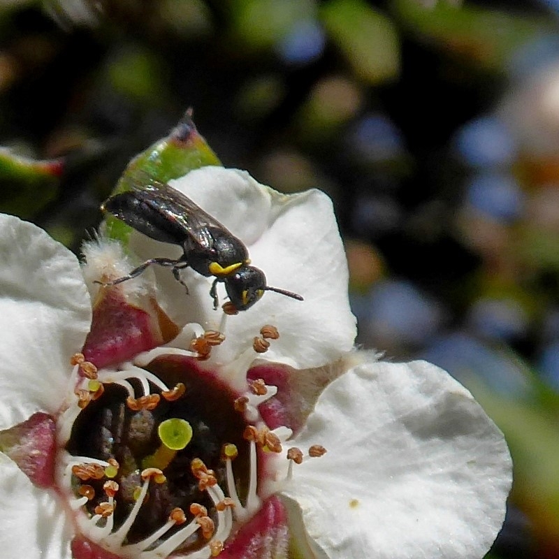 Hylaeus (Gnathoprosopoides) bituberculatus