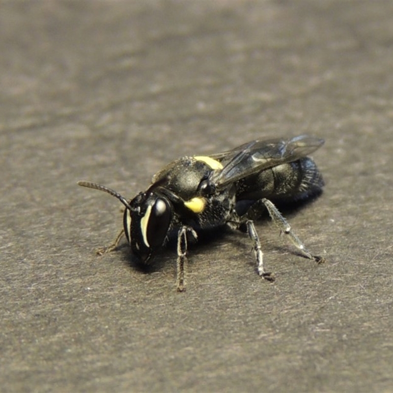 Hylaeus (Hylaeorhiza) nubilosus