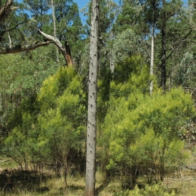 Acacia deanei subsp. paucijuga