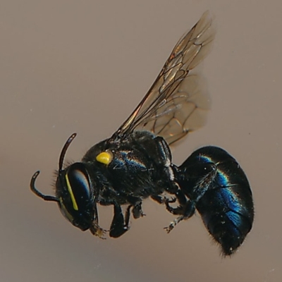 Hylaeus (Macrohylaeus) alcyoneus