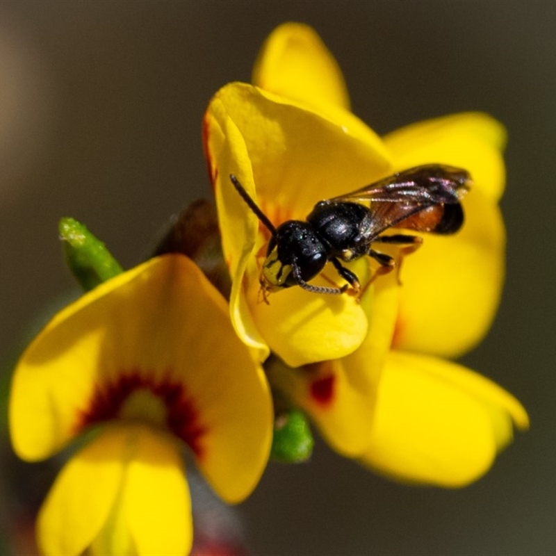 Hylaeus (Planihylaeus) daviesiae