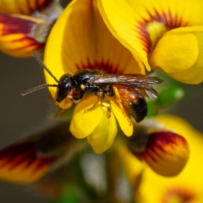 Hylaeus (Planihylaeus) daviesiae