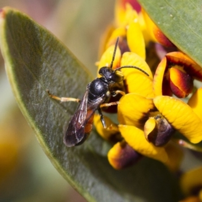 Hylaeus (Planihylaeus) daviesiae