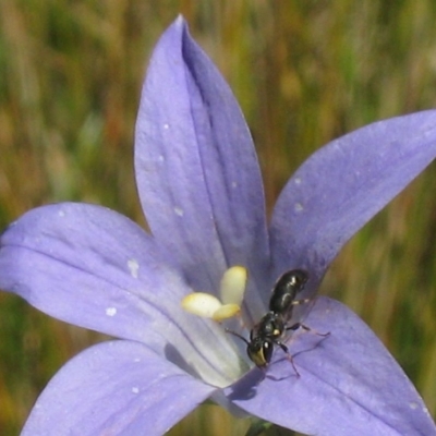 Hylaeus (Planihylaeus) quadriceps