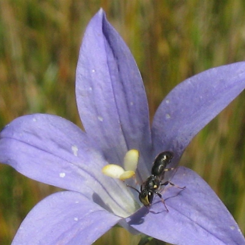 Hylaeus (Planihylaeus) quadriceps