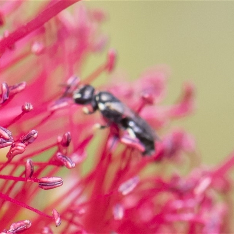 Hylaeus (Prosopisteron) aralis