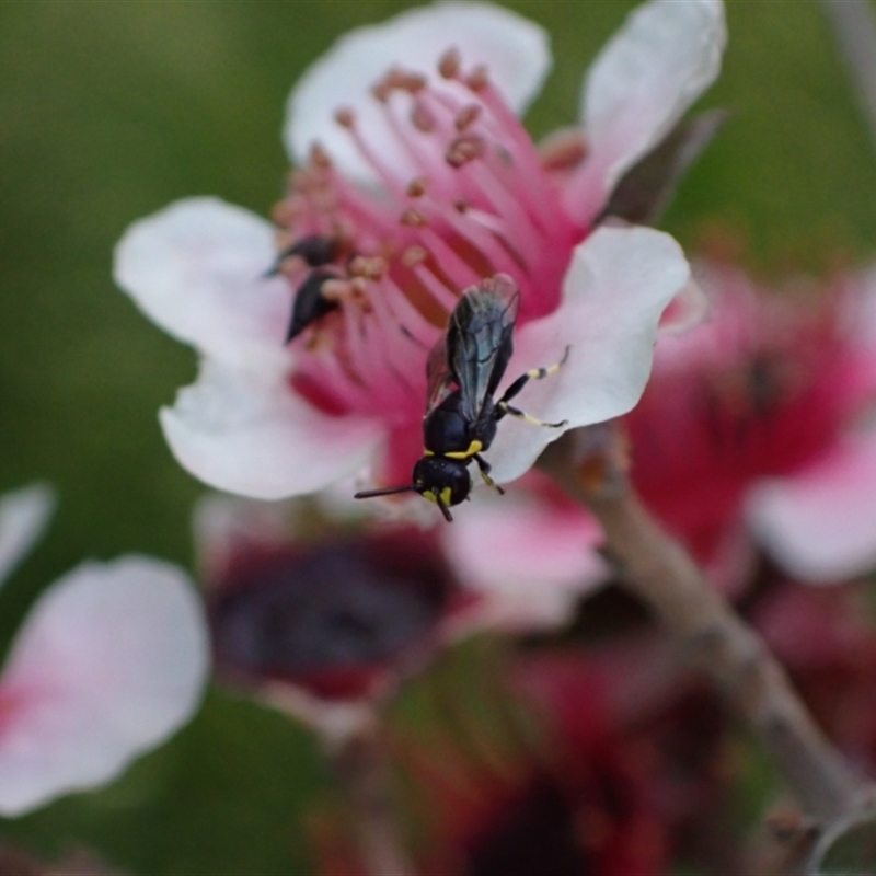 Hylaeus (Prosopisteron) aralis