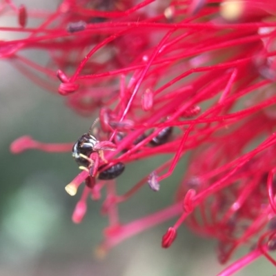 Hylaeus (Prosopisteron) chlorosoma