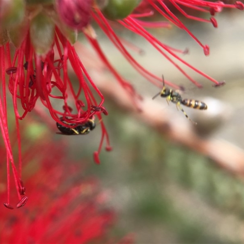 Male in flight, female on flower