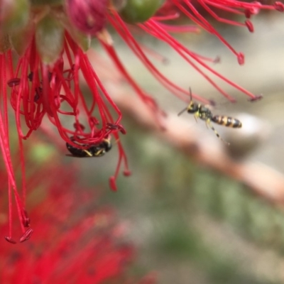 Male in flight, female on flower