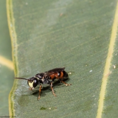 Hylaeus (Prosopisteron) littleri