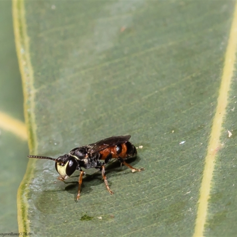 Hylaeus (Prosopisteron) littleri