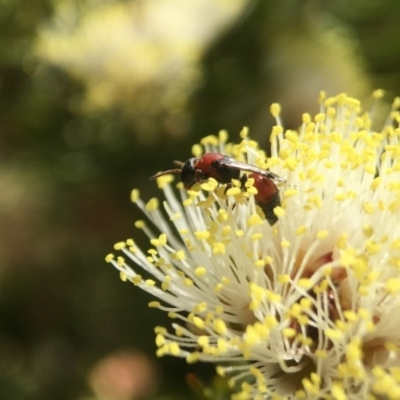 Hylaeus (Rhodohylaeus) proximus