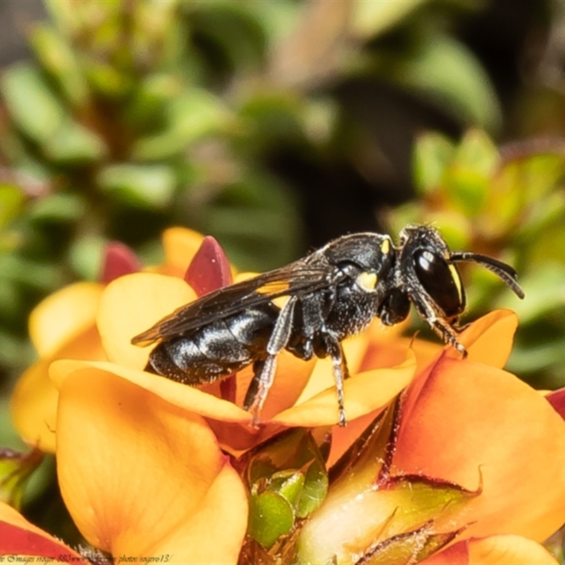 Hylaeus (Xenohylaeus) leptospermi