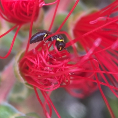 Hylaeus euxanthus