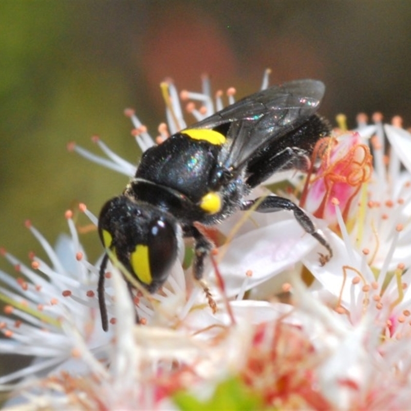 Hylaeus (Euprosopis) honestus