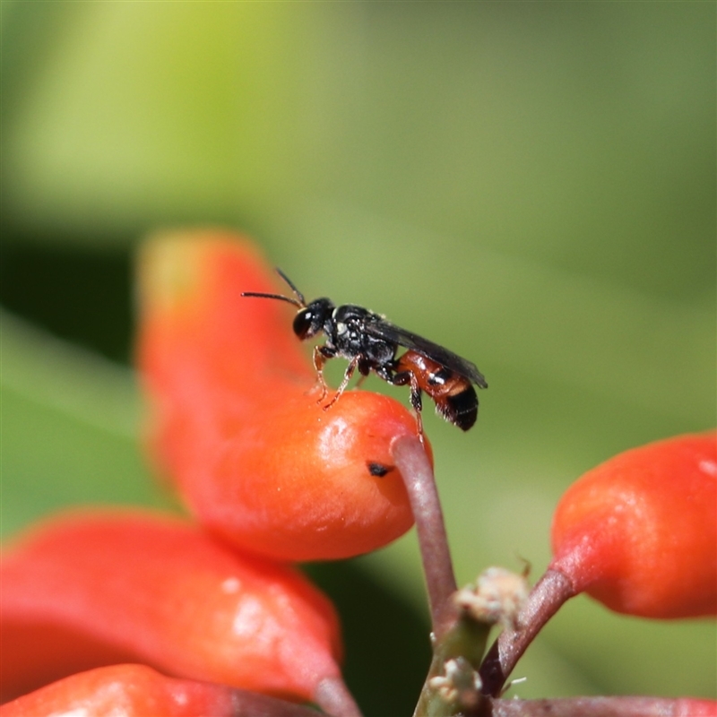 Hylaeus littleri