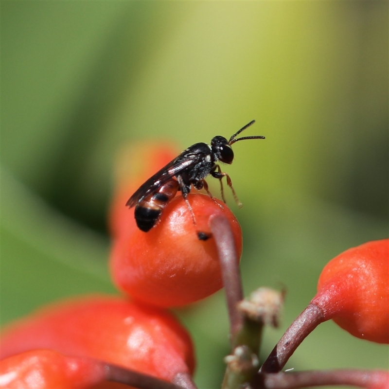 Hylaeus littleri