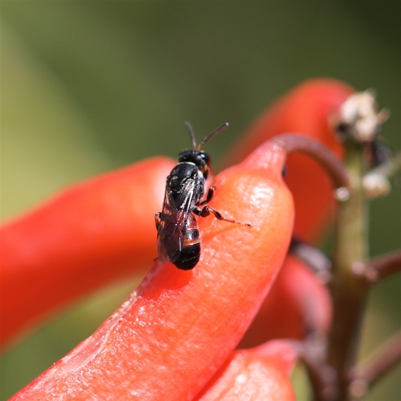 Hylaeus littleri