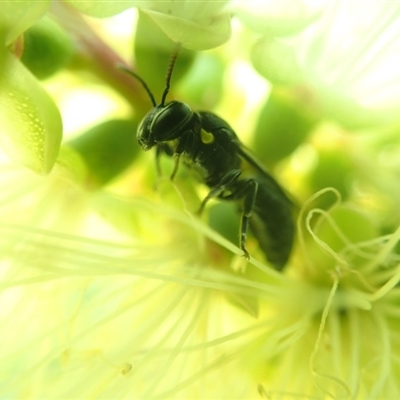 Hylaeus nubilosis