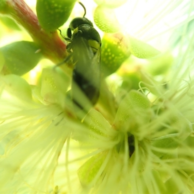 Hylaeus nubilosis