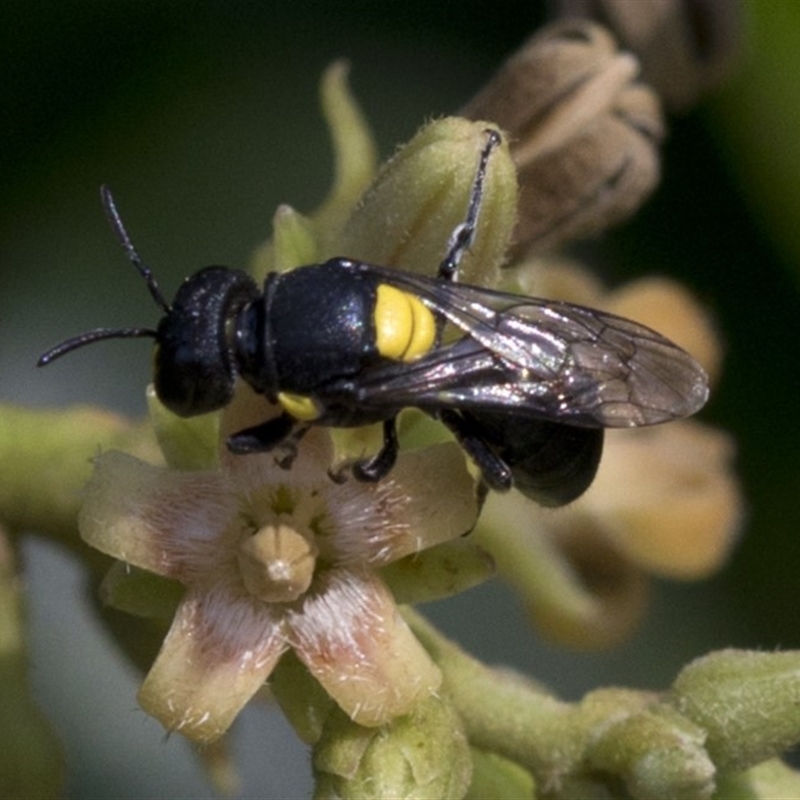 Hylaeus sp. (genus)