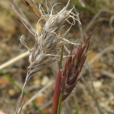 Amphipogon strictus